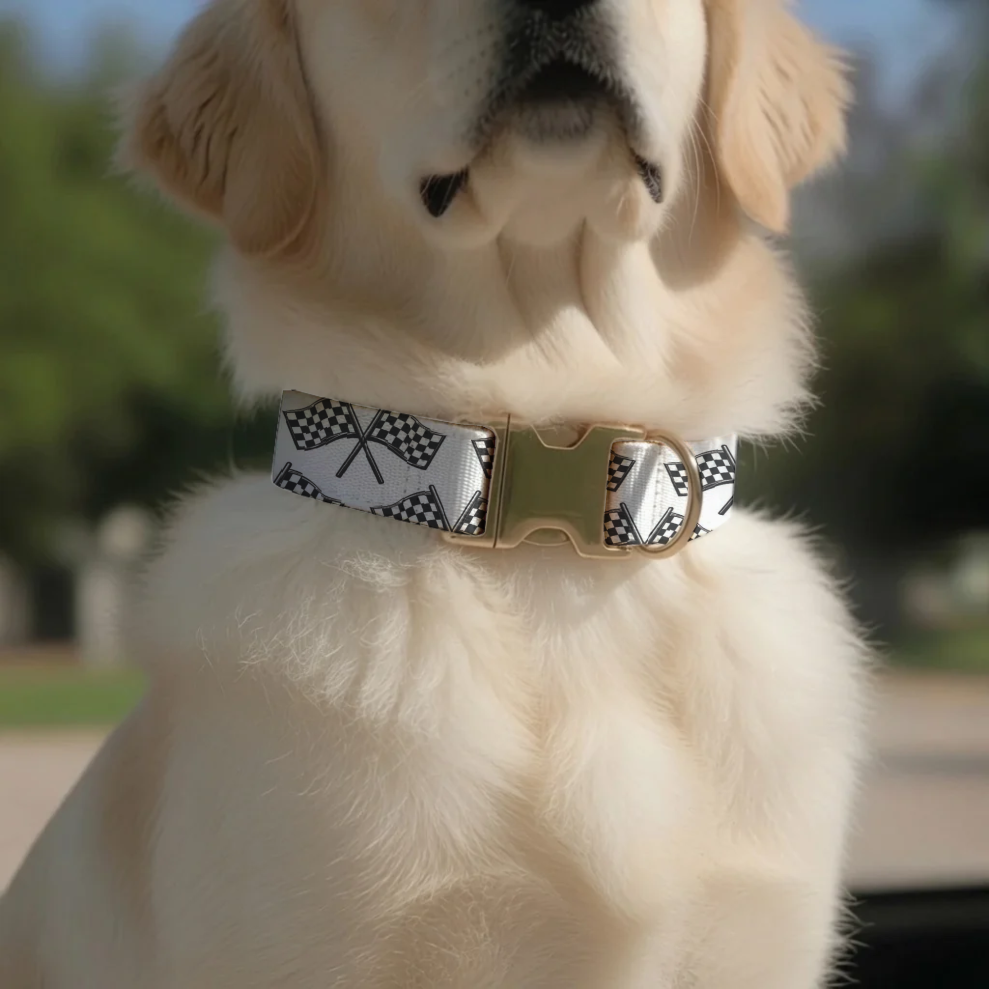 The Polished Dog Speedway Series - Checkered Flag & Trophy Edition Custom Racing Dog Collar