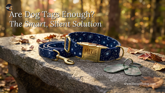 Are Dog Tags Enough? What Most Owners Get Wrong