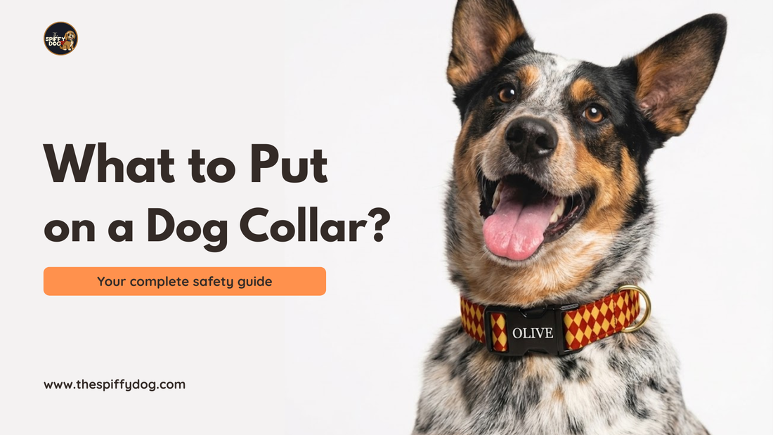 What to Put on a Dog Collar (Complete Safety Guide)