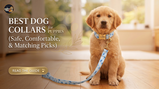 Best Dog Collars for Puppies (Safe & Comfortable Picks)