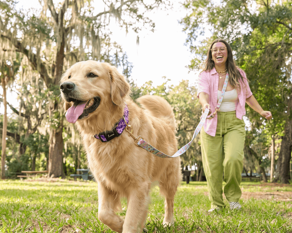Golden retriever on a walk wearing the matching purple floral leash