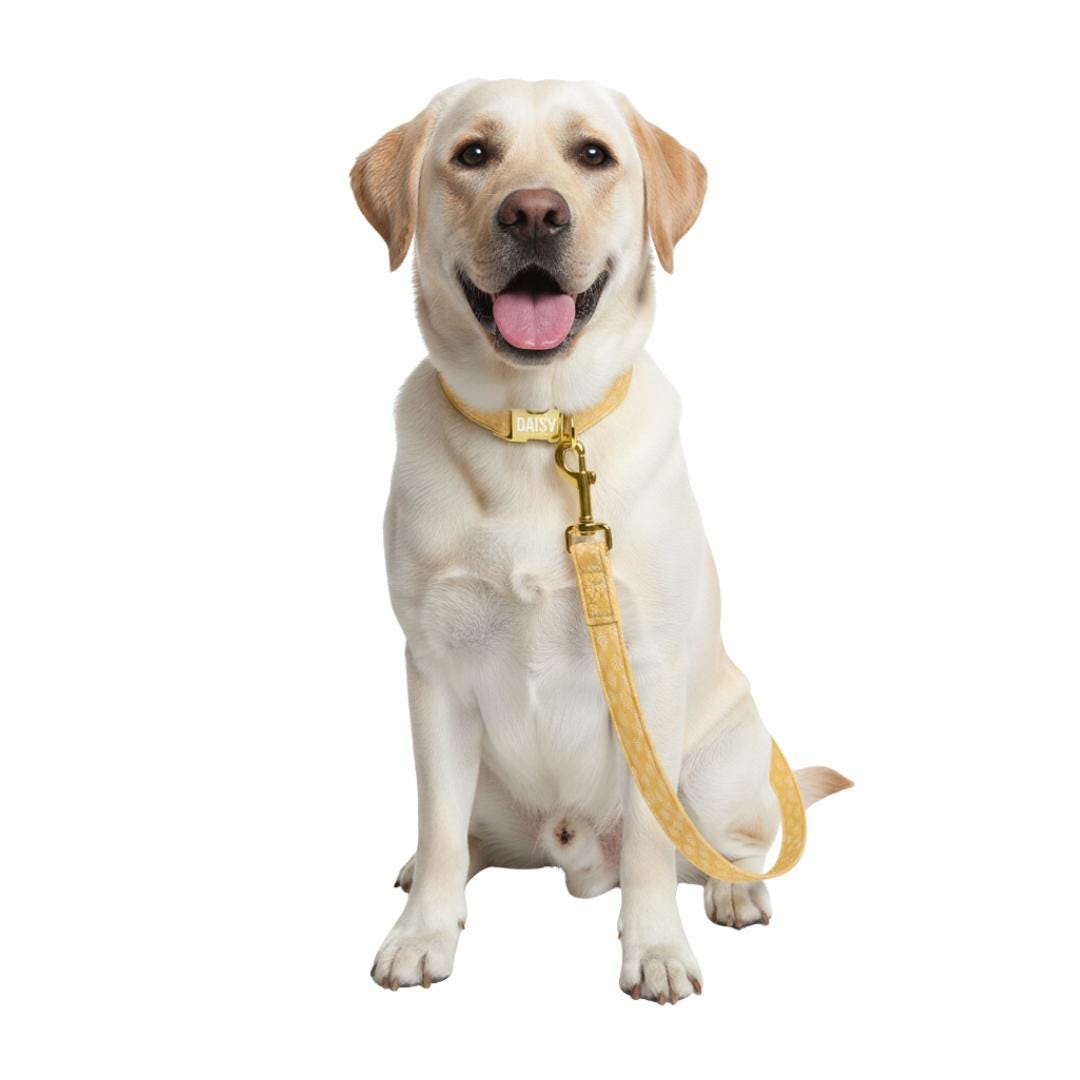 5-Feet 60 inches Matching Dog Leash Printed Leash for Dog Cute Patterns Add-On Stylish Accessory for Matching Collar Leash Only (OG 72-87)